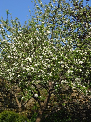 Apple tree in blossom